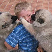 Wolfsspitzwelpen-mit-Max