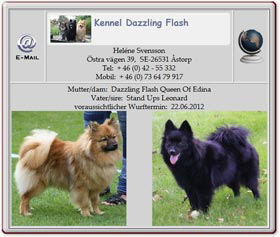 Wurfankündigung-Mittelspitz-Dazzling-Flash-2012.05.08 Wurfankündigung-Mittelspitz-Dazzling-Flash-2012.05.08
