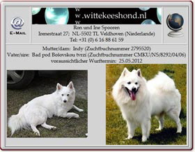 Wurfankündigung-wittekeeshondnl-Indy-2012.04.10 Wurfankündigung-wittekeeshondnl-Indy-2012.04.10