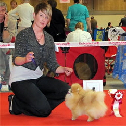 Zwergspitz Elfe Evita Veteranenweltsieger 2010