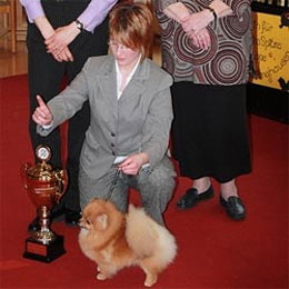 Zwergspitz-Hitomi-Dyleila-vom-Bruchend-Vereinssiegerschau-2010-sch�nster-Spitz