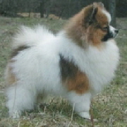 Zwergspitz-My-little-Wonder-Dexter
