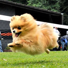 Zwergspitz-beim-Hunderennen-01
