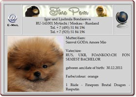 Zwergspitzwelpe-Finepom-Rasputin-2012.05.02 Zwergspitzwelpe-Finepom-Rasputin-2012.05.02