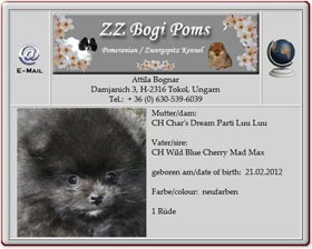 Zwergspitzwelpen-ZZ-Bogi-Poms-2012.04.20 Zwergspitzwelpen-ZZ-Bogi-Poms-2012.04.20