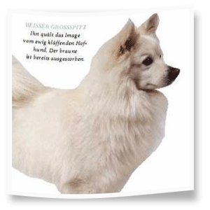 dogs dogs