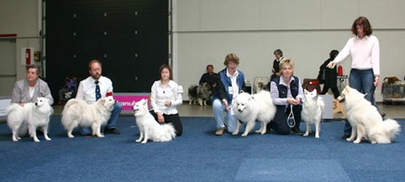 wei�e-Gro�spitze-auf-der-Europasieger-2010-in-Dortmund