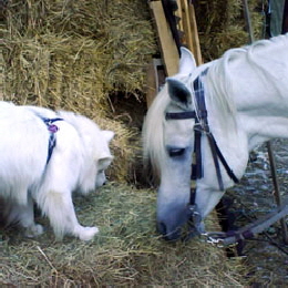 wei�er Gro�spitz Asco vom Wilhelmswald im Heu