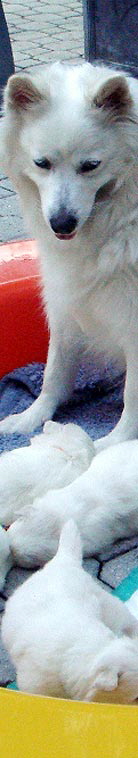 wei�er Gro�spitz mit Welpen