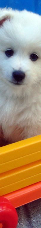 wei�er Gro�spitzwelpe vom Alpenspitz