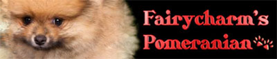 Fairycharm's Pomeranian