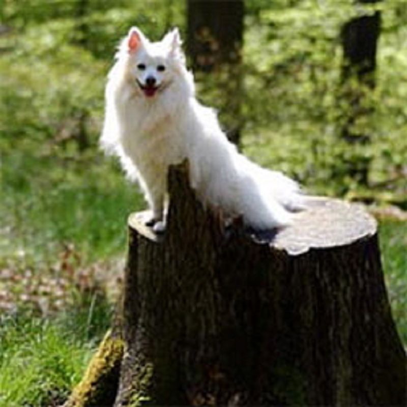 Spitzliebhaberverein Großspitzveteranen