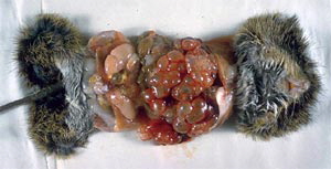 Baumwollratte vom Fuchsbandwurm infiziert
