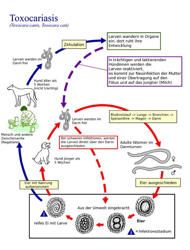 Lebenszyklus-des-Hundespulwurms