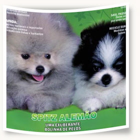 Rasseportrait_Brasilien