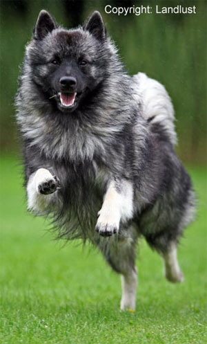 Einmal-Spitz,-immer-Spitz