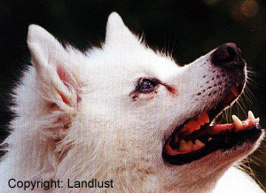 Schmusehund-und-Rattenfänger